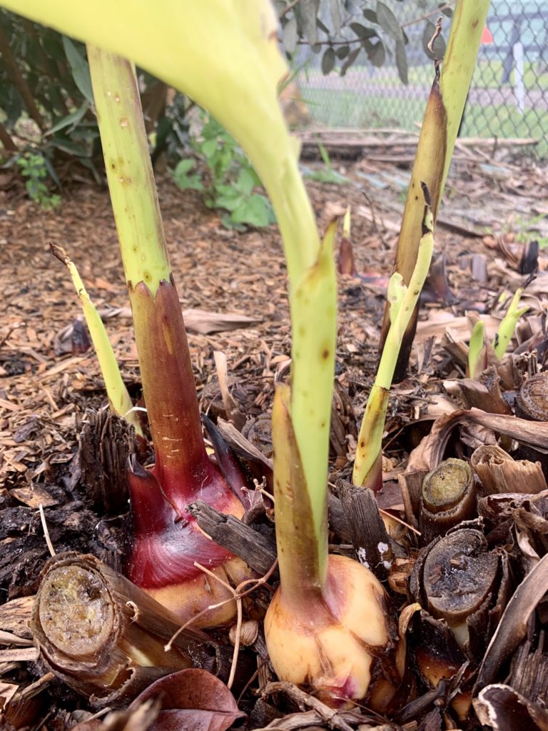 Canna Lilies are Edible! Edible Forest