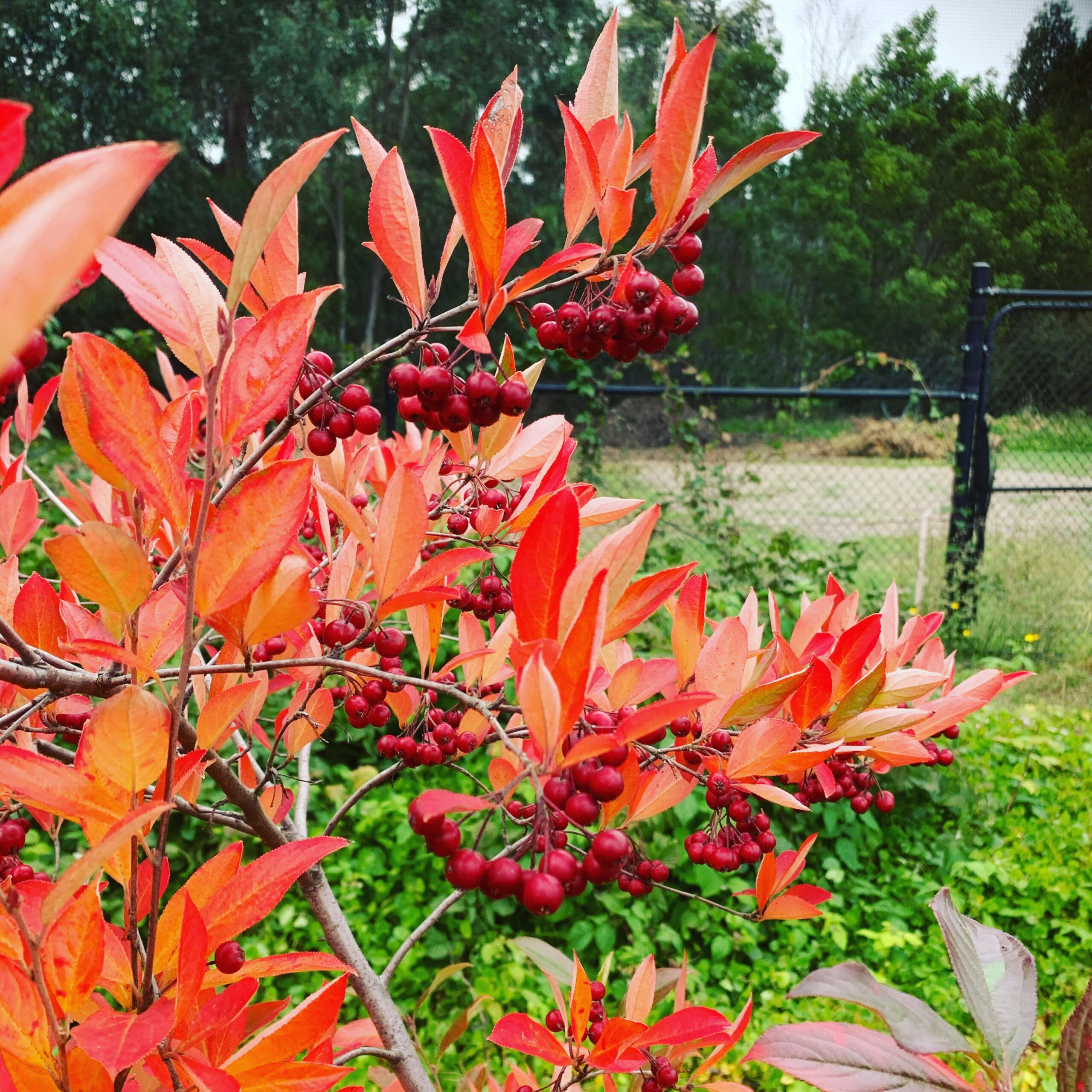 Autumn Harvest