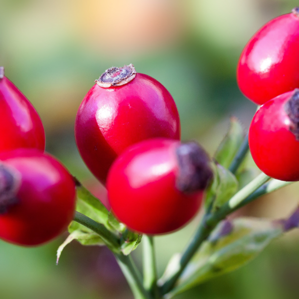 Rose Hips