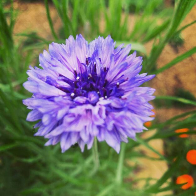 edible-plants-australia edible plants australia
