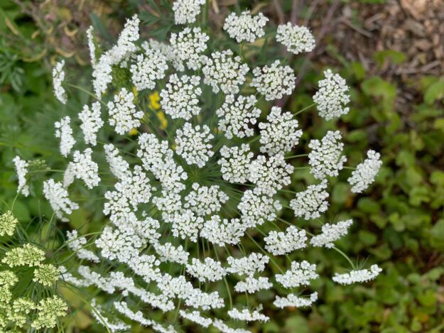good-bugs-1 Plants that attract beneficial insects Australia