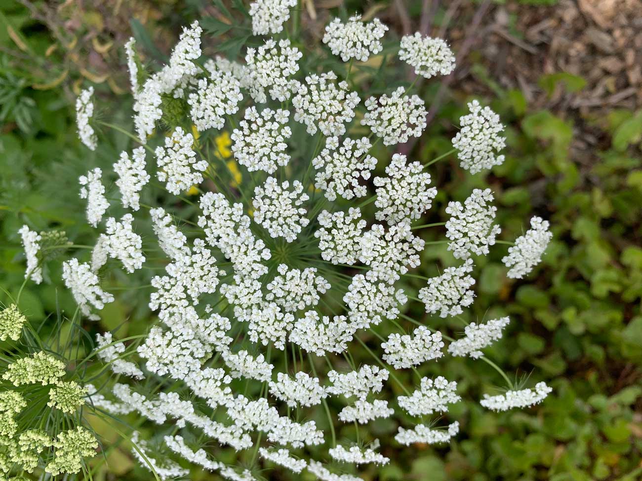 Plants that attract beneficial insects Australia