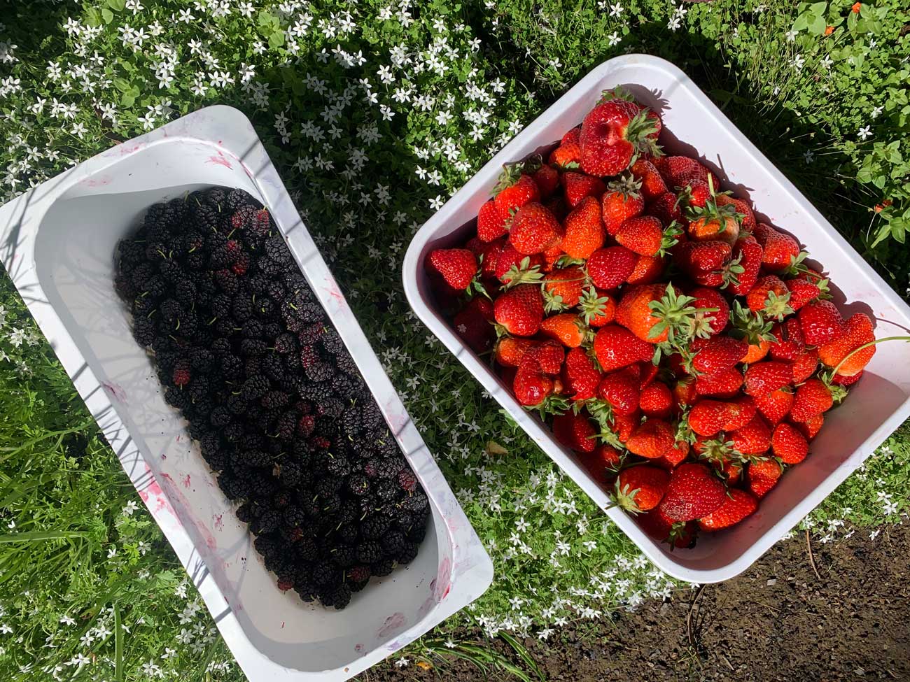 yarra valley berries