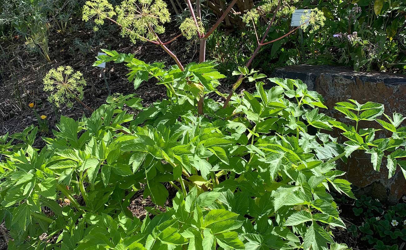angelica plant edible