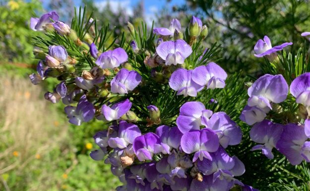 psoralea-pinnata Psoralea pinnata-Blue Broom