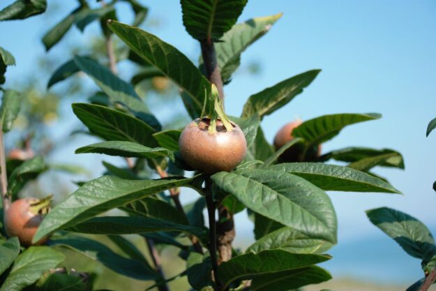 medlar tree