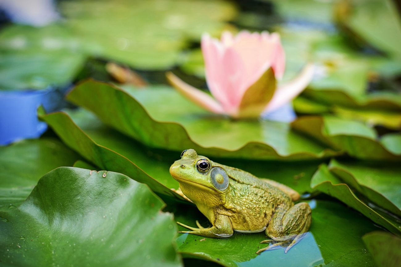 make your own frog pond