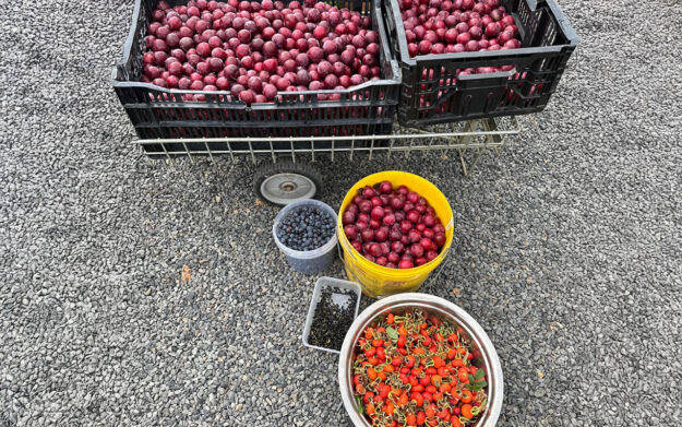 edible forest harvest