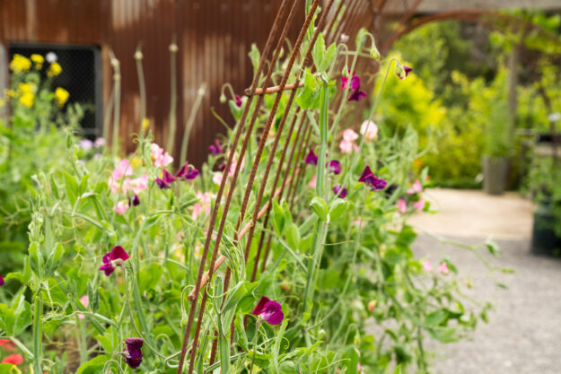 spring time at edible forest