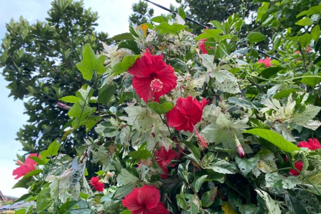 edible forest march gardening guide