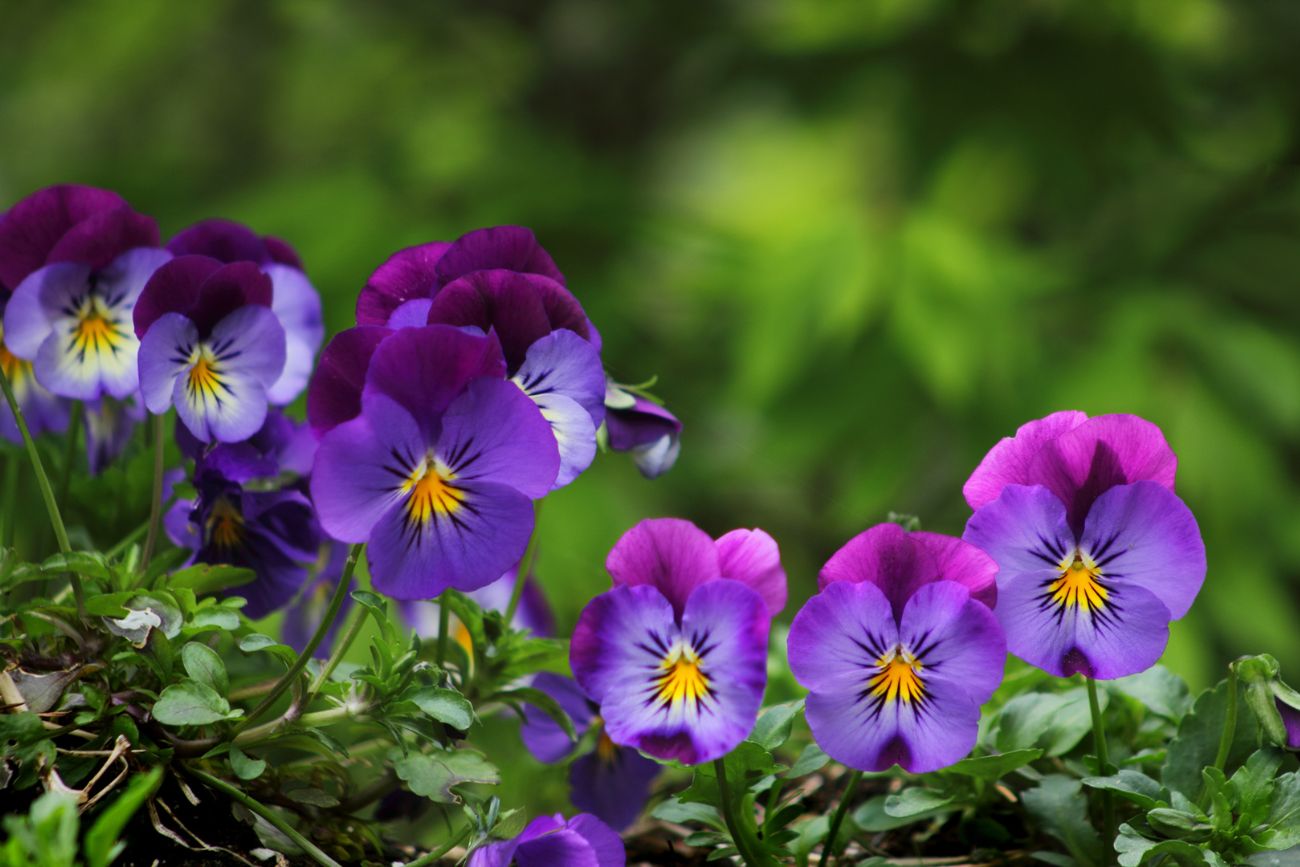 edible plants pansies