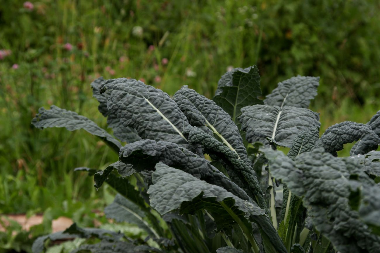 plant kale in autumn